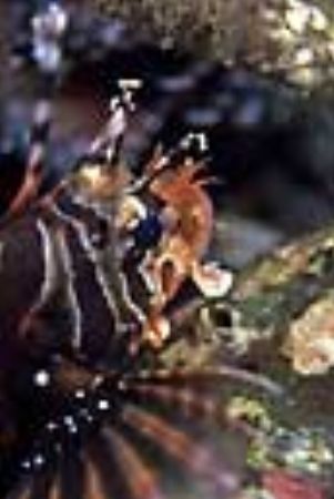 Spotfin lionfish at Bali. Taken with Nikon F100 and 105mm... by Luiz Rocha 