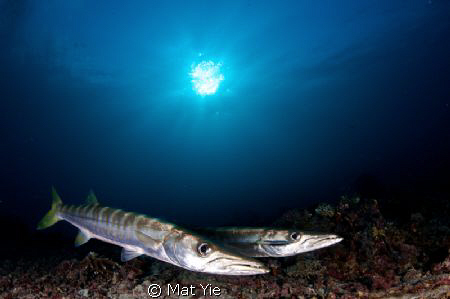 Barracudas at Barracuda Point, Sipadan Island. by Mat Yie 