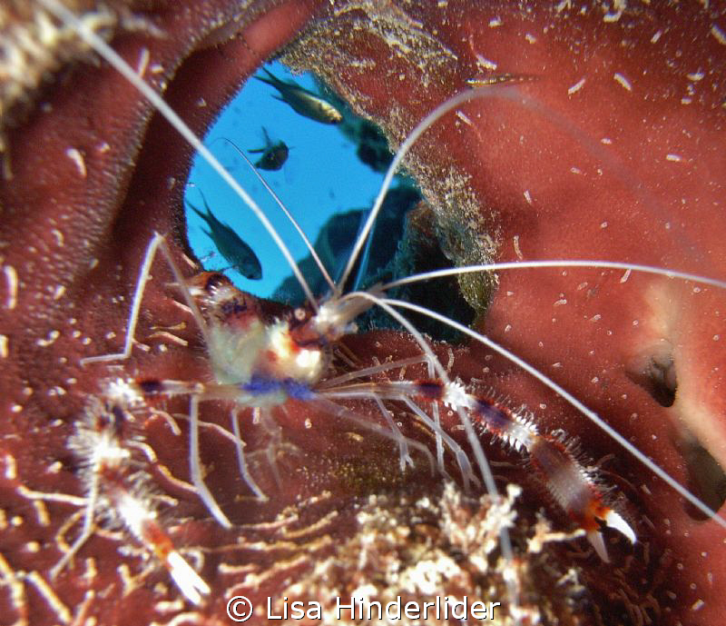 Coral Banded shrimp who has a room with a view! by Lisa Hinderlider 