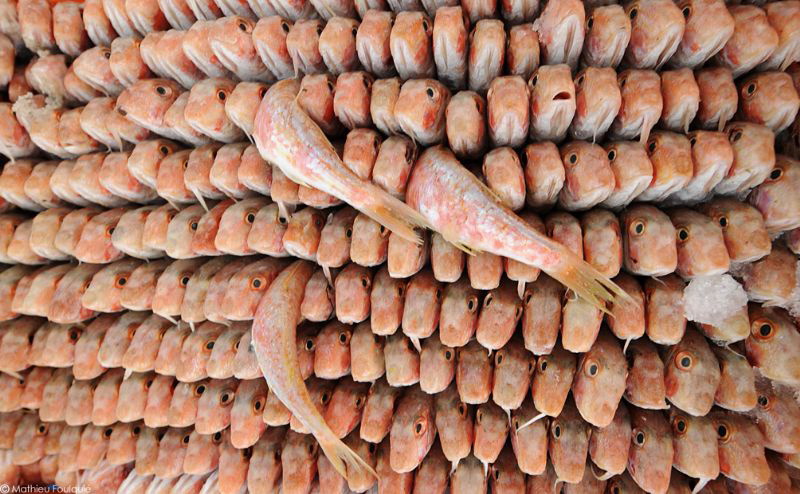 Tripoli fish market (Libya) by Mathieu Foulquié 