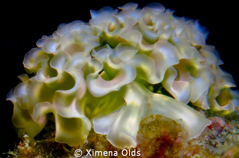 Glowing Out of the dark. 
Lettuce Sea Slug.
Nikon D7000... by Ximena Olds 
