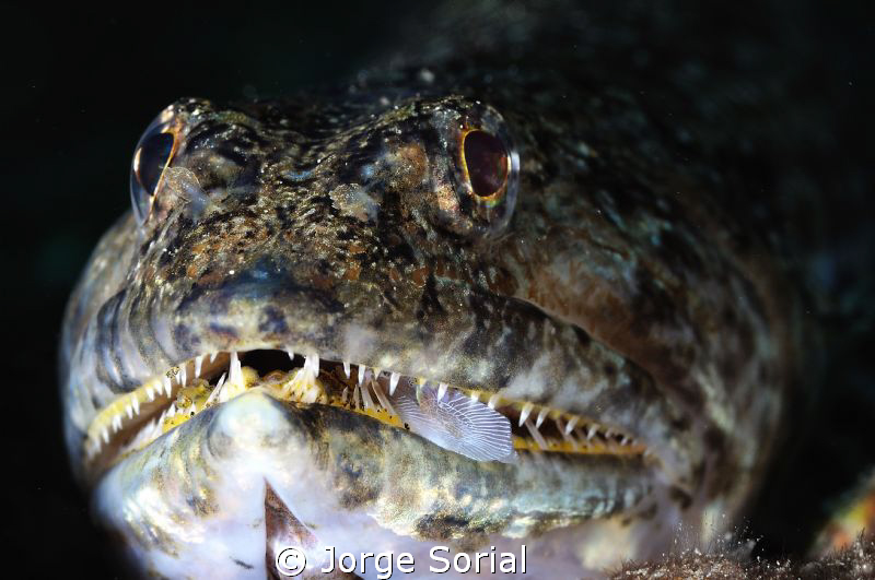 Lizardfish ready to attack its prey by Jorge Sorial 