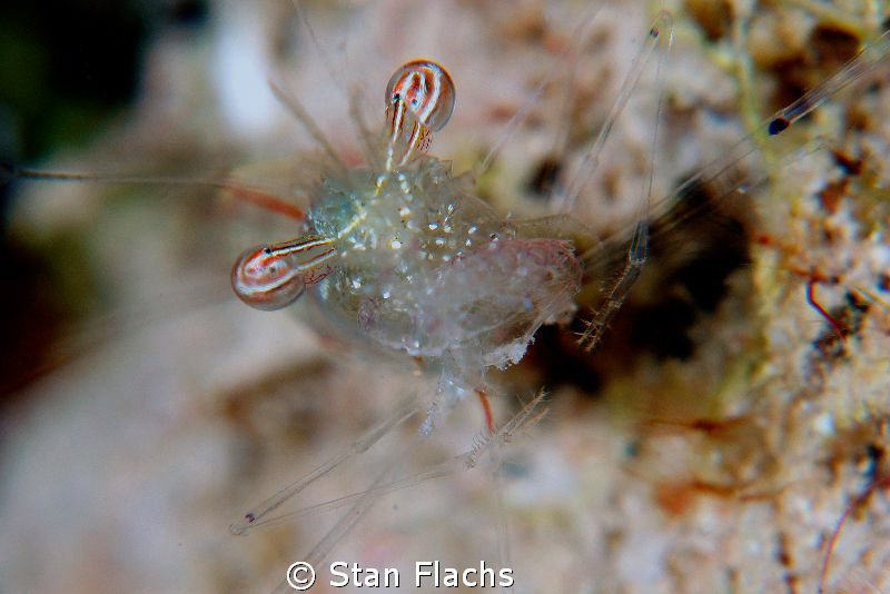 Shrimp having lunch - I. by Stan Flachs 
