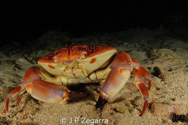batwing coral crab with an attitude... shot during a nigh... by J P Zegarra 