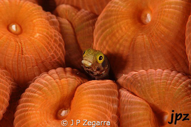 blenny haggin by a very plump Montastrea coral... by J P Zegarra 