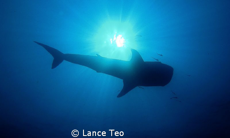 silhouette of whale shark by Lance Teo 