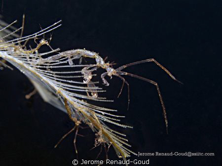 Skeleton shrimp in cafe garam, Amed, Bali by Jerome Renaud-Goud 
