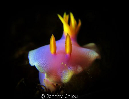 Face to face with this beautiful Nudibranch，G11 + 6000K F... by Johnny Chiou 