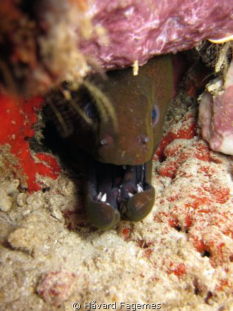 Mutant moray eel by Håvard Fagernes 