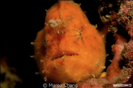 yellow frogfish by Marco Chang 