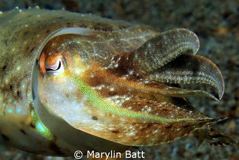 Iwas lucky to get very close to this small cuttlefish by Marylin Batt 
