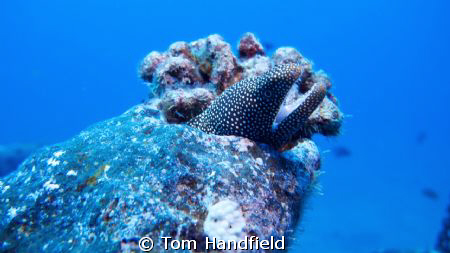 Diving a wreck near Ohau and found this moray. by Tom Handfield 