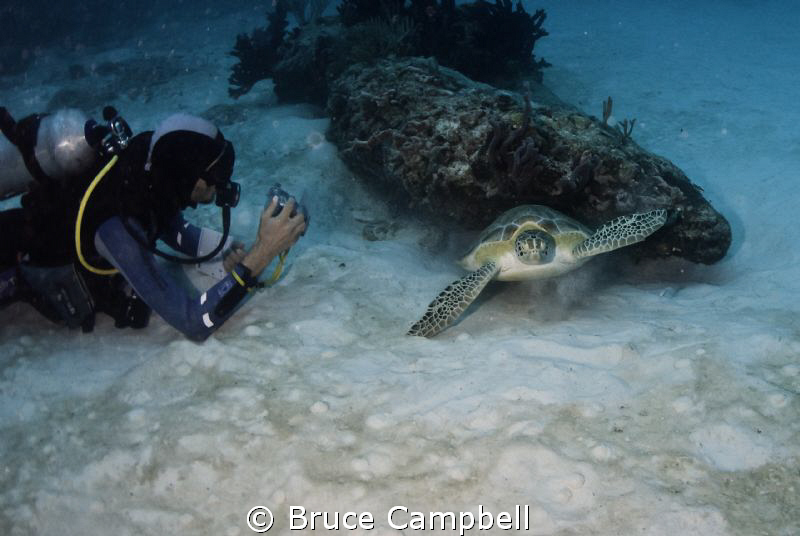 Scaring off the turtle by Bruce Campbell 