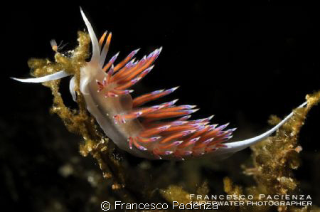 Cratena peregrina.  Taken with Nikon D90 with Nikkor 60mm... by Francesco Pacienza 