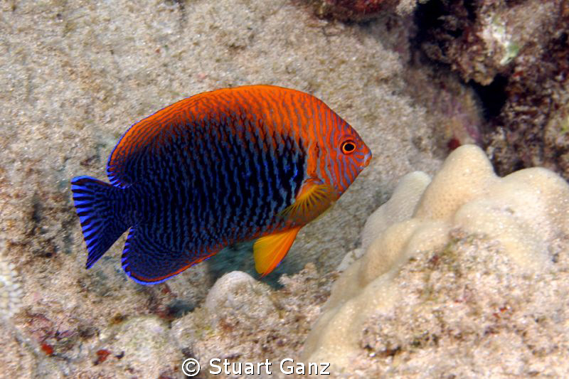 Potters Anglefish. Fairly common on the Hawaiian reef alt... by Stuart Ganz 