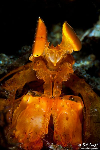 Spearing Mantis Shrimp by Bill Lamp'l 