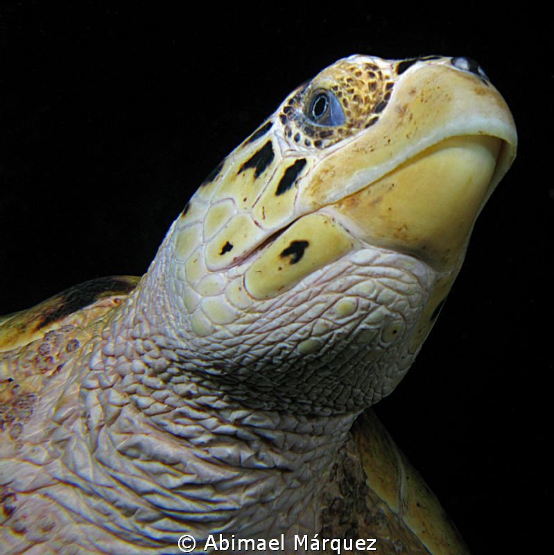 Sea ​​turtle, a look under your face, St. Thomas. by Abimael Márquez 