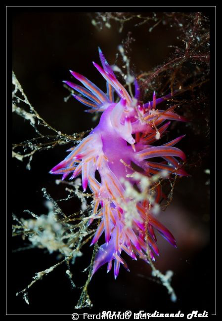 Coupling of two small nudibranchs (Flabellina affinis). by Ferdinando Meli 