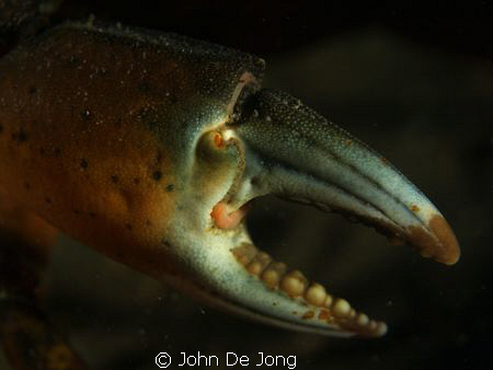 Detail of a crab, using my snoot. by John De Jong 