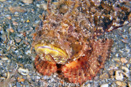 Twice ran across plumed scorpionfish on my last journey t... by Kevin Bryant 