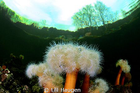 "Underworld" - frilled anemone (Metridium senile) in the ... by Lill Haugen 
