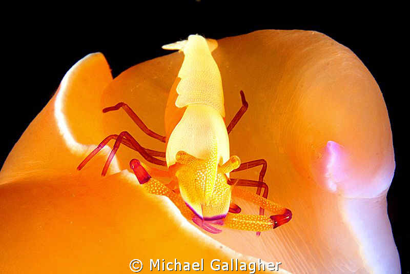 "The Jockey" - imperial shrimp riding a nudi, Indonesia by Michael Gallagher 