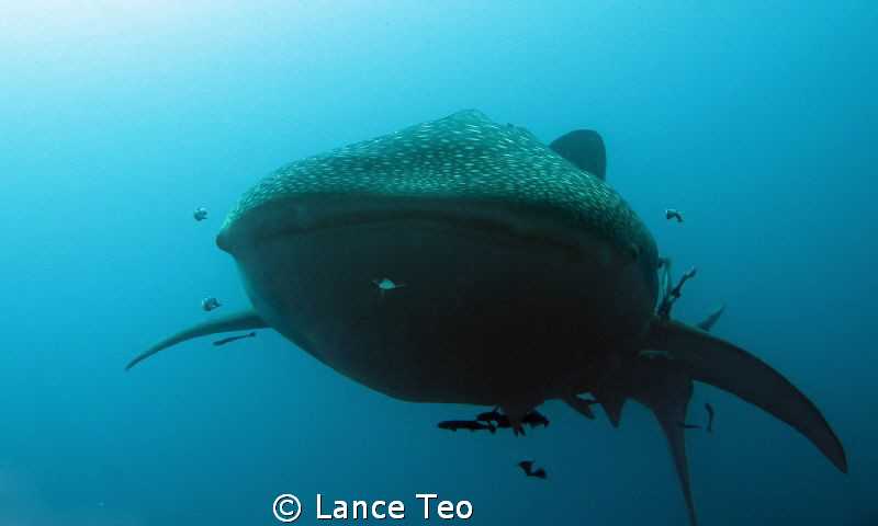 In the face whale shark shot!
Say cheese....! by Lance Teo 