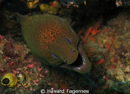 Moray eel by Håvard Fagernes 