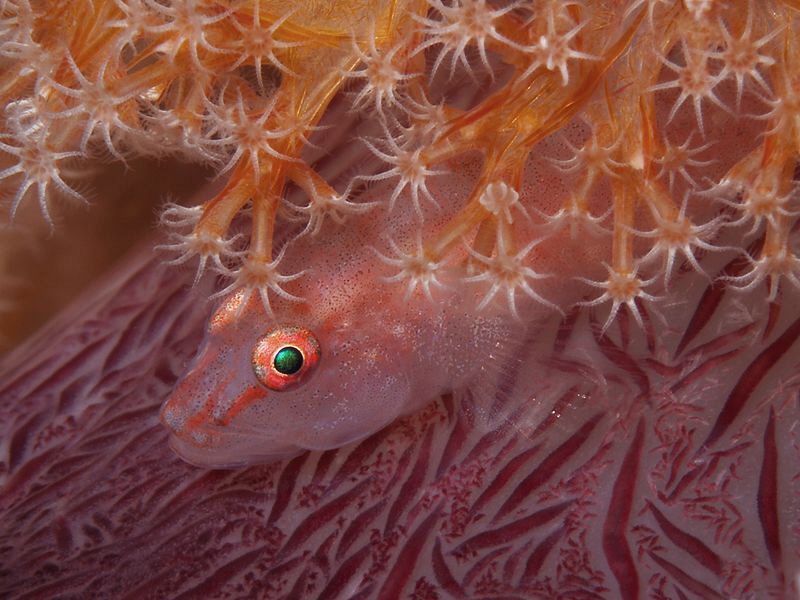 Goby on soft coral. Tulamben, Bali by Doug Anderson 