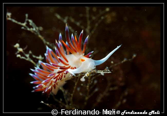 Nudibranch (Cratena peregrina). by Ferdinando Meli 