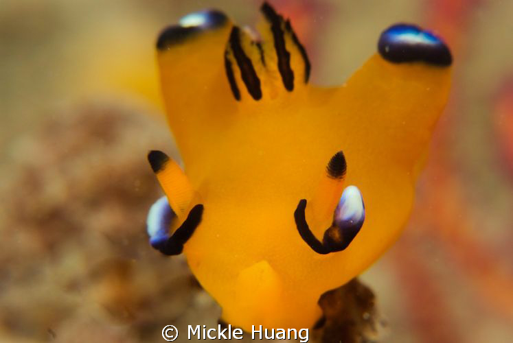 PIKACHU !!
Thecacera pacifica
Northeast coast Taiwan by Mickle Huang 