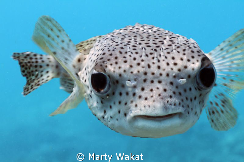Picture of a Giant Porcupine Pufferfish taken at Kealakek... by Marty Wakat 