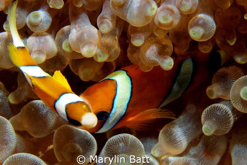 Clown fish giving me the eye by Marylin Batt 