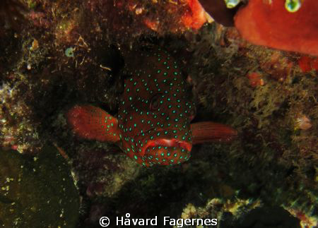 Coral hind Raja ampat by Håvard Fagernes 