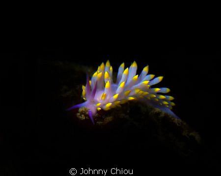 Night Dive，used G11+  flashlight for lighting. by Johnny Chiou 