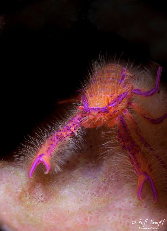 Hairy Squat Lobster by Bill Lamp'l 
