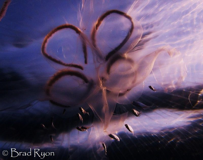 Juvenile fish hanging around with a Moon jellyfish at sun... by Brad Ryon 