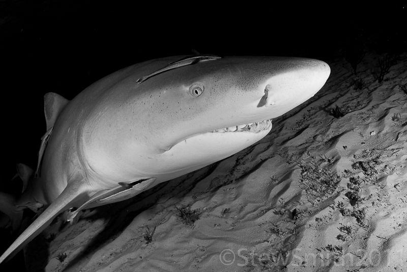 Lemon Shark at Tiger Beach by Stew Smith 