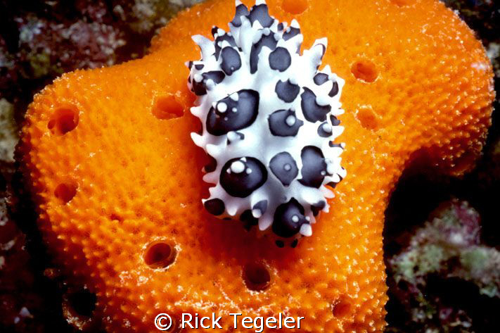 Phyllidia... enjoy! by Rick Tegeler 