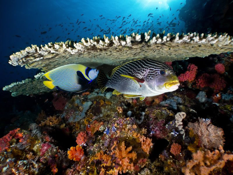 Emperor Angel and Sweetlips under table coral. Komodo, In... by Stephen Holinski 