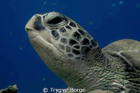 Juvenile Green Turtle at Moevenpick Reef, Naama Bay by Trygve Borge 