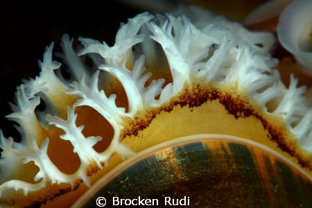 Gills of mussels by Brocken Rudi 