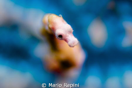 close up pigmy!!! by Mario Rapini 