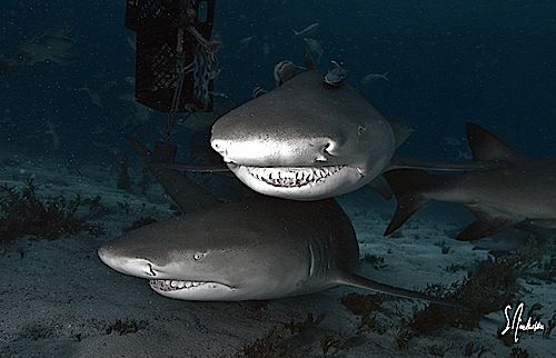 Over and under these Lemon Sharks enjoy the company of di... by Steven Anderson 