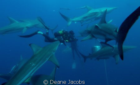 Photo taken on a shark feed by Deane Jacobs 
