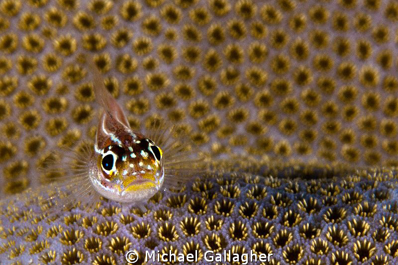 Tiny Triplefin (I think??), PNG. Tough to spot and then t... by Michael Gallagher 