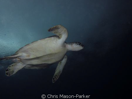 Green turtle swimming just below the surface on a rainy day. by Chris Mason-Parker 