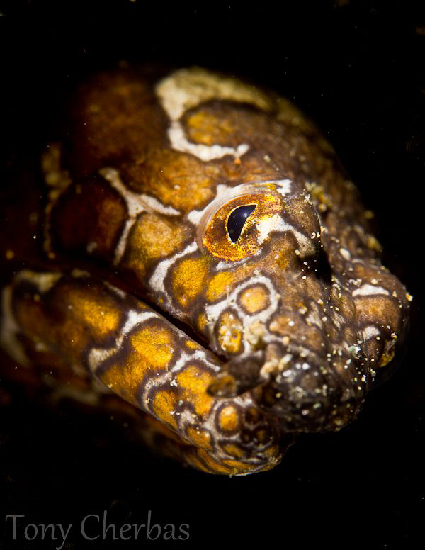 Napolean Snake Eel shot with fiber optic snoot. by Tony Cherbas 