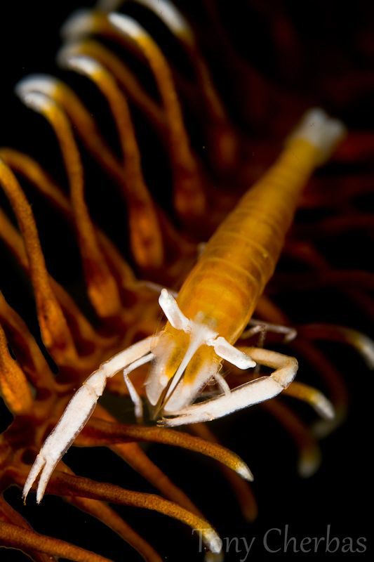 Creamsicle Crinoid Shrimp; Snooted by Tony Cherbas 