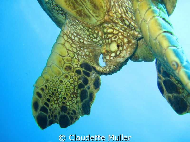 Kauai, Hawaii - the back end of a turtle.....taken up clo... by Claudette Muller 